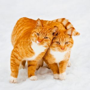 Muurkalender Cats 2024 - Februari
