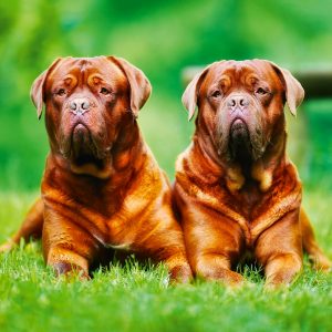 Muurkalender Dogs 2024 - September