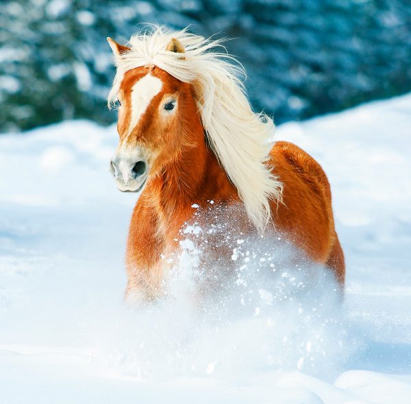 Muurkalender Horses 2024 - Februari