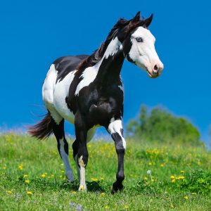 Muurkalender Horses 2024 - April