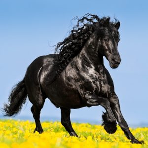 Muurkalender Horses 2024 - Juni