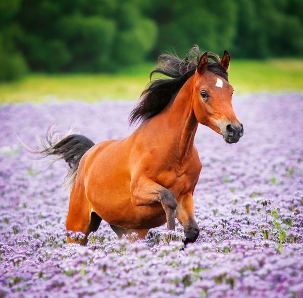 Muurkalender Horses 2024 - Juli