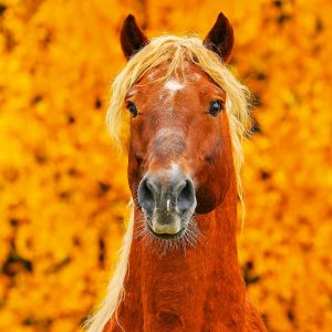 Muurkalender Horses 2024 - November