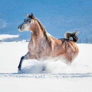 Muurkalender Horses 2024 - December