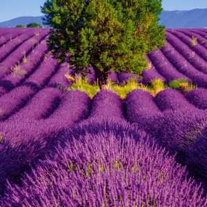 Kalender Provence 2024 - April