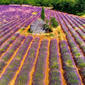 Kalender Provence 2024 - Juni