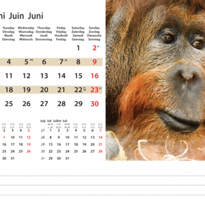 Kantoorkalender Wildlife 2024 - Juni