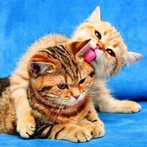 Muurkalender Cats 2026 - februari