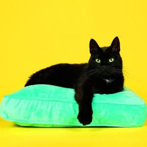 Muurkalender Cats 2026 - maart