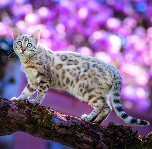 Muurkalender Cats 2026 - april