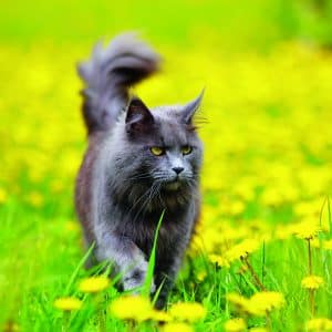 Muurkalender Cats 2026 - mei