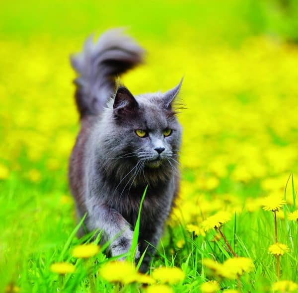 Muurkalender Cats 2026 - mei