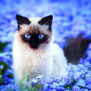 Muurkalender Cats 2026 - juni