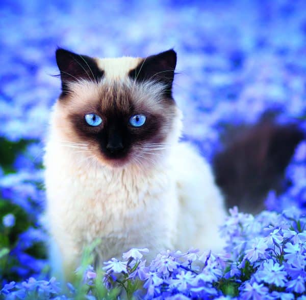 Muurkalender Cats 2026 - juni