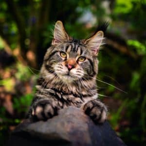 Muurkalender Cats 2026 - juli