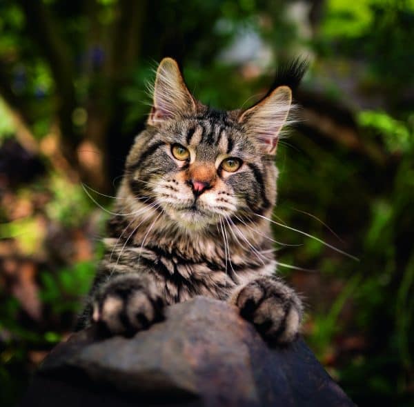 Muurkalender Cats 2026 - juli