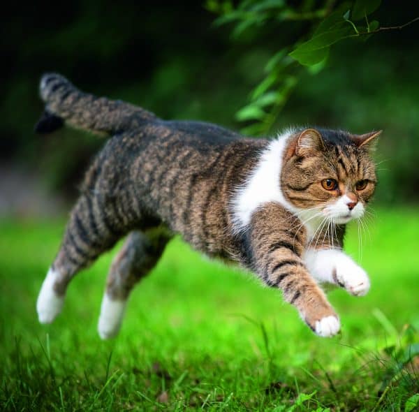 Muurkalender Cats 2026 - augustus