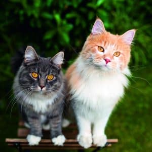 Muurkalender Cats 2026 - september