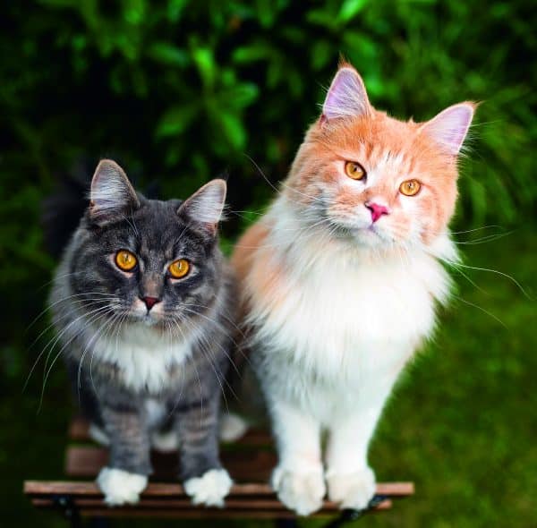 Muurkalender Cats 2026 - september
