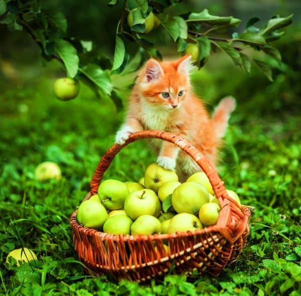 Muurkalender Cats 2026 - oktober