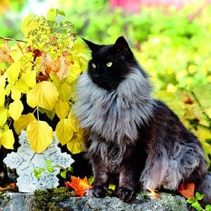 Muurkalender Cats 2026 - november
