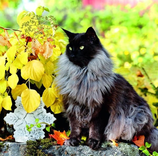 Muurkalender Cats 2026 - november