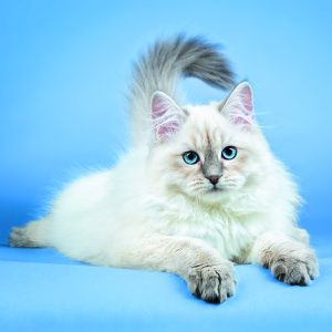 Muurkalender Cats 2026 - December