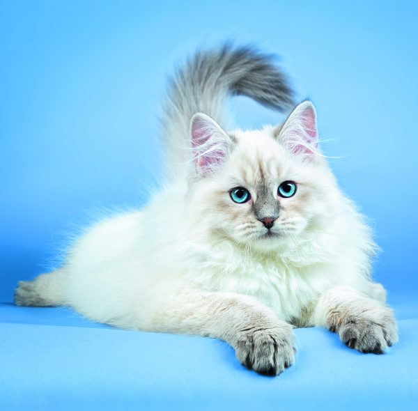 Muurkalender Cats 2026 - December
