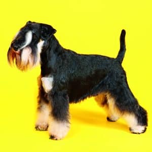 Muurkalender Dogs 2026 - februari