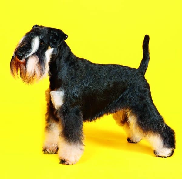 Muurkalender Dogs 2026 - februari