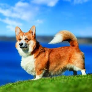 Muurkalender Dogs 2026 - maart