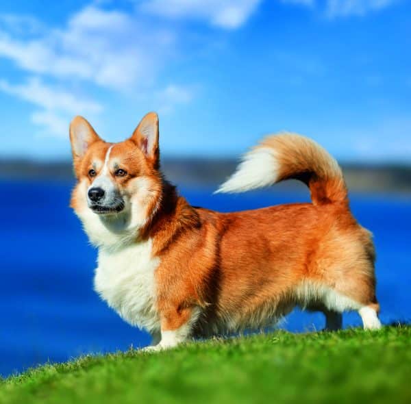 Muurkalender Dogs 2026 - maart