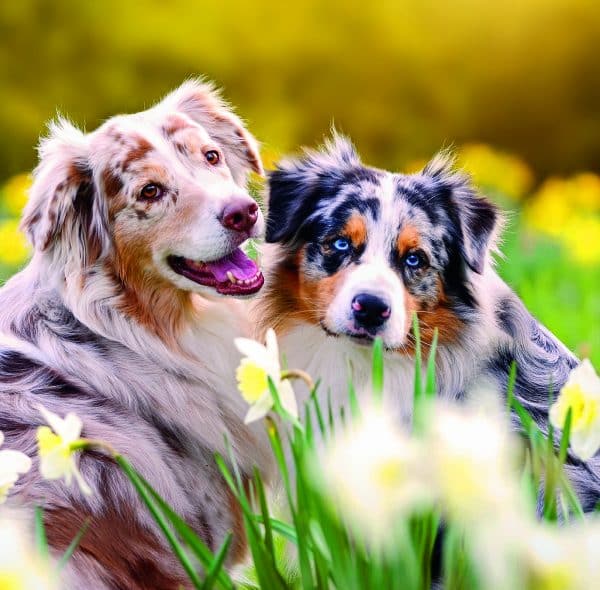 Muurkalender Dogs 2026 - april