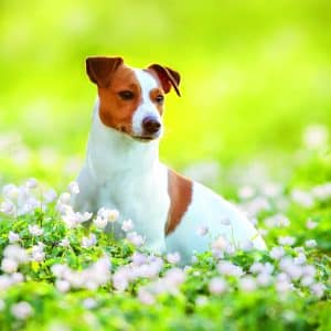 Muurkalender Dogs 2026 - mei