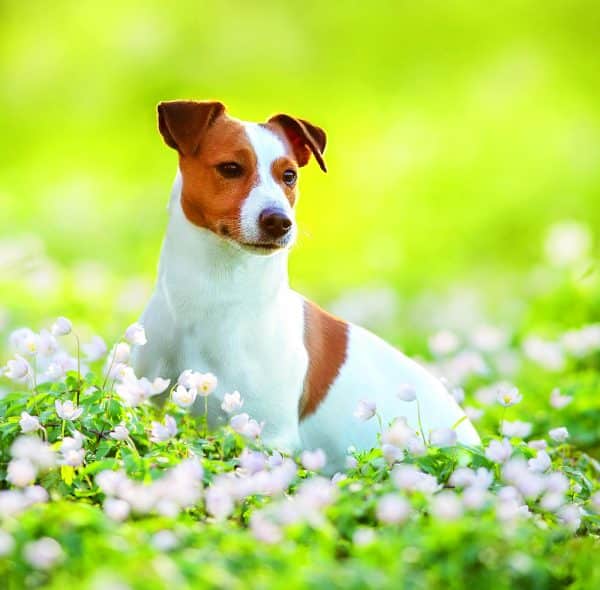 Muurkalender Dogs 2026 - mei