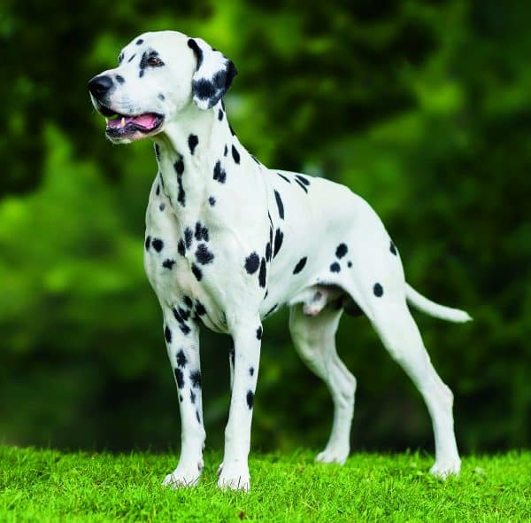 Muurkalender Dogs 2026 - juni