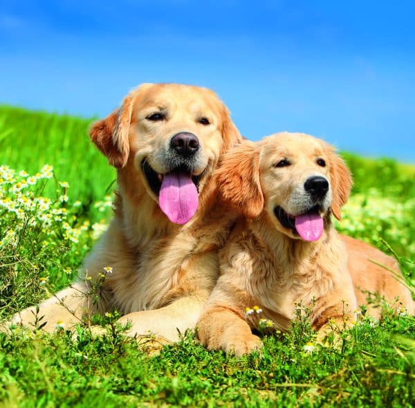 Muurkalender Dogs 2026 - juli