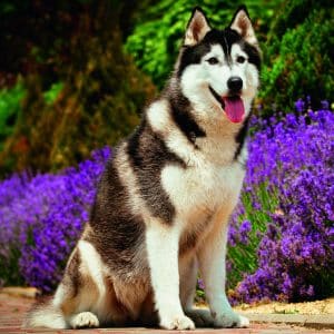 Muurkalender Dogs 2026 - augustus