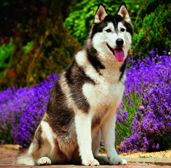 Muurkalender Dogs 2026 - augustus