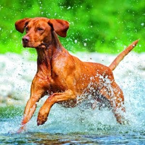 Muurkalender Dogs 2026 - september