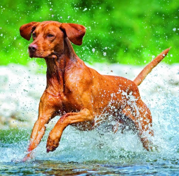 Muurkalender Dogs 2026 - september
