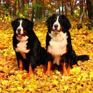 Muurkalender Dogs 2026 - oktober