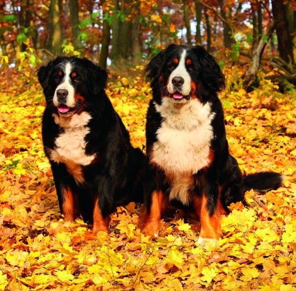 Muurkalender Dogs 2026 - oktober