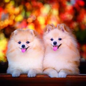 Muurkalender Dogs 2026 - november