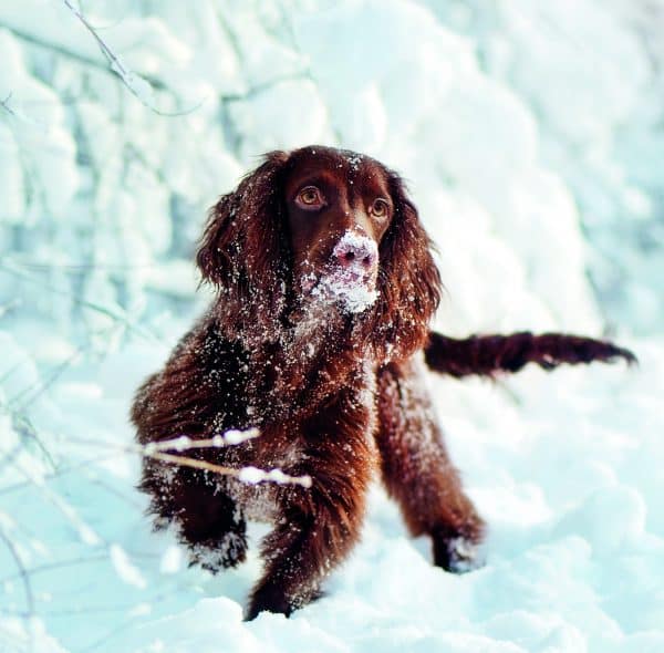 Muurkalender Dogs 2026 - december