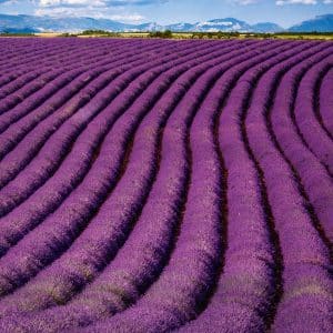 muurkalender Provence 2026 - april