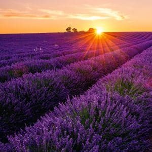 muurkalender Provence 2026 - juli