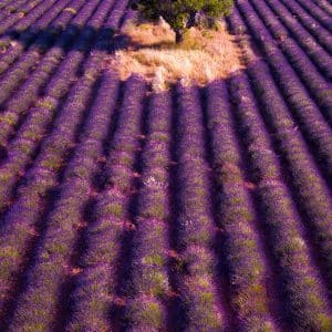 muurkalender Provence 2026 - september
