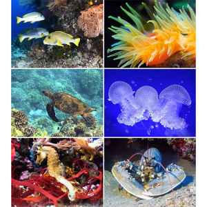 Muurkalender Ocean Wonders 2026 - Afbeeldingen