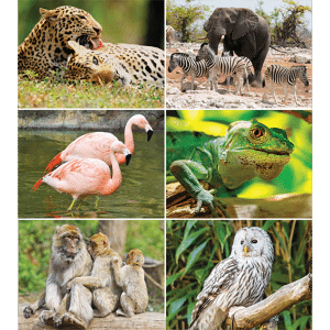 Muurkalender Wildlife 2026 - Afbeeldingen